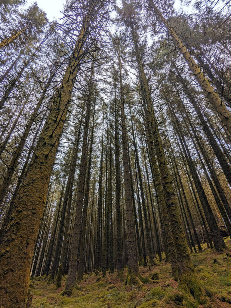 tall trees and stories