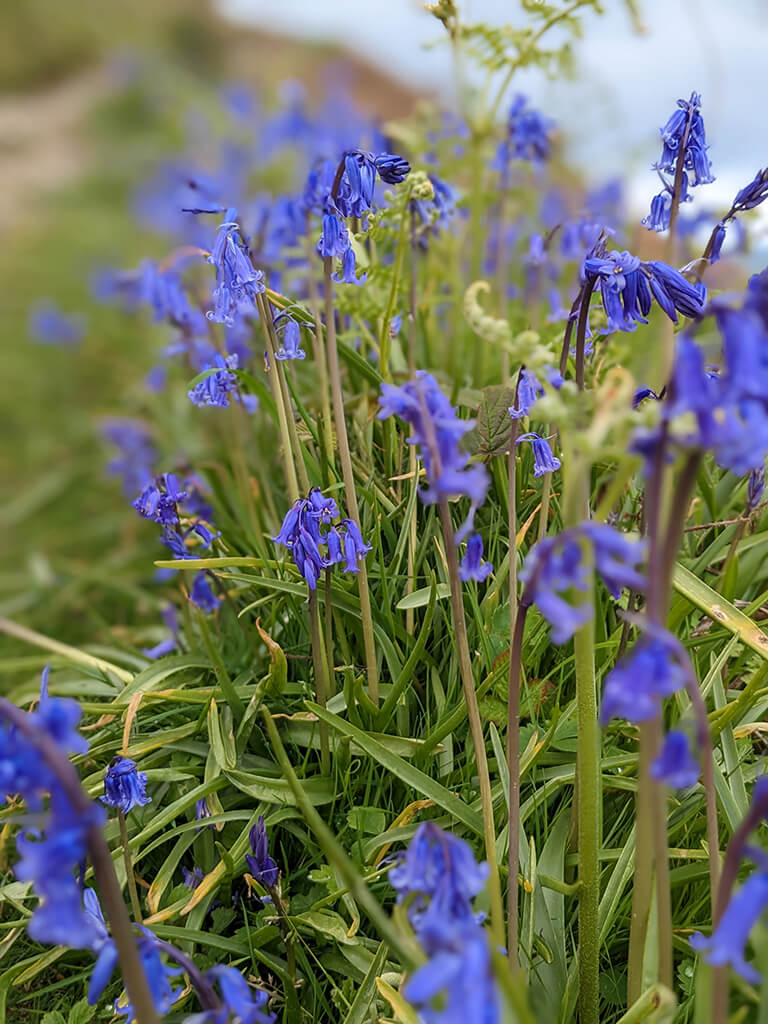 welsh coastal bluebells and story telling